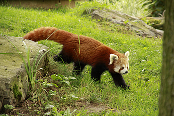 Red Panda, graphy, cute, forests, beautiful, grass, mazare alexandru, animals, nature HD wallpaper