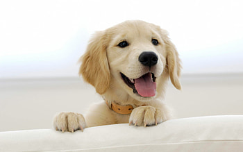 Dog, Cute Dog, Keywords, Keywords HD wallpaper