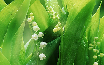 Morning dew, Lilies of the Valley HD wallpaper