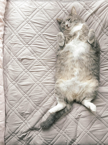 Funny, Animals, Cat, Pet, Sleep, Dream HD phone wallpaper