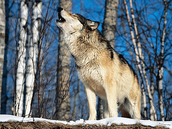 morning howl, call of the wild, the howl HD wallpaper
