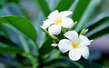 Background , Frangipani beauty, Colorful blossom HD wallpaper