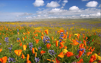 fields with flowers, colorful, flowers, spring, field HD wallpaper