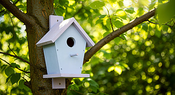 Charming Bird House - Ultra, bird house, tree, nature, garden HD wallpaper