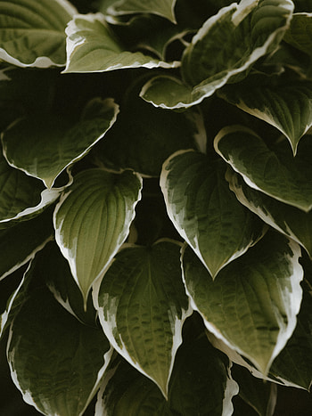 Leaves, Plant, Macro, Exotic HD phone wallpaper