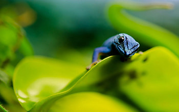 Animals, Blur, Smooth, Sheet, Leaf, Greens, Skink HD wallpaper