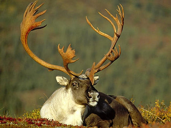 Hart, deer, animals HD wallpaper