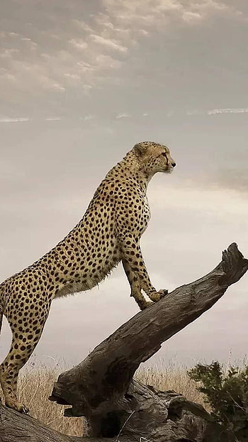 Cheetah, Hunter HD phone wallpaper