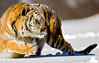 Animals, Winter, Tigers, Snow HD wallpaper