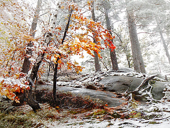 winter forest, winter, ukraine, snow, trees, nature, forest HD wallpaper