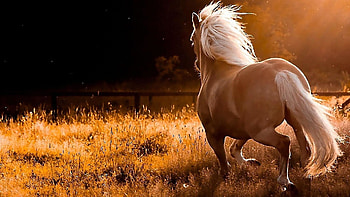Fall horse , Autumn vibes, Nature's hues, Seasonal beauty HD wallpaper