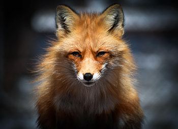 Animals, Fox, Muzzle, Predator, Animal HD wallpaper