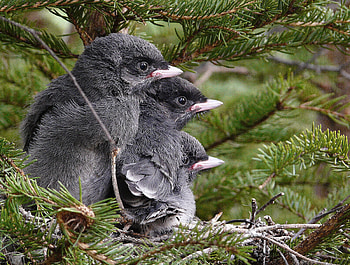 ≡ Little grey jays ≡, jolly, birds, dad, little, animals, mom, waiting, three, christmas tree HD wallpaper