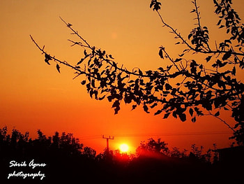 URBAN SUNSET, suburban, bushes, trees, sun, silouettes HD wallpaper