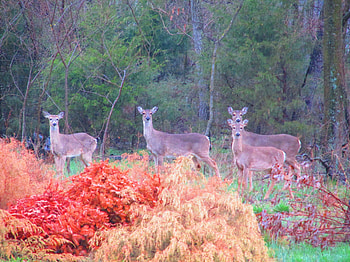 4 does along the war eagle river, nature, graphy, outdoos, deer HD wallpaper