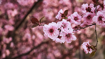 Sakura Cherry Blossooms, Sakura, chery, blossoom, flower HD wallpaper