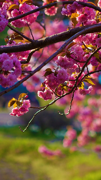 Spring Background, Pink, Flowers, Aesthetic HD phone wallpaper