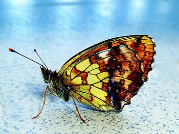 beautiful butterfly, butterfly, animals, beautiful, colourful, wild HD wallpaper