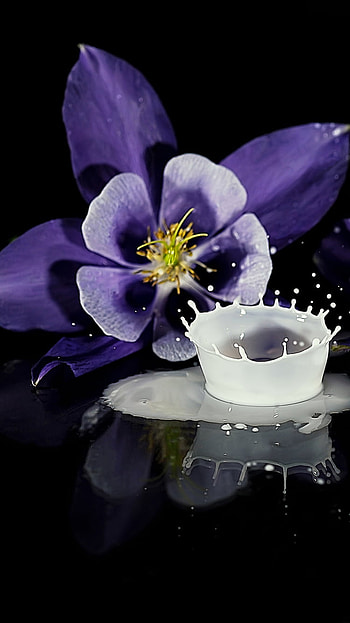 Columbine Flowers, purple flower, flower, graphy, still life HD phone wallpaper