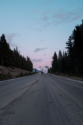 Nature, Twilight, Deers, Road, Asphalt, Dusk HD phone wallpaper