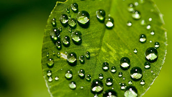 Drops, Macro, Surface, Sheet, Leaf, Shallow, Small HD wallpaper