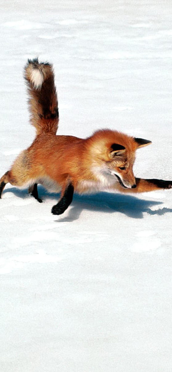 Fox, Graceful movement, Playful antics, Furry cuteness HD phone wallpaper