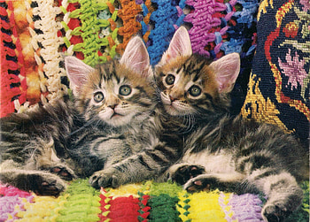 Two kittens, kitten, black, gray, colore, twins, blanklet HD wallpaper