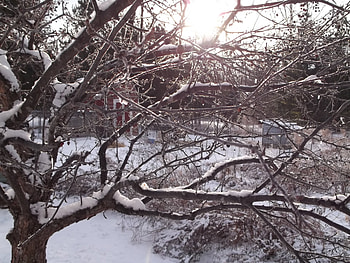 Good Morning, winter, backyard, outside, snow, trees, berrys, ice, tree HD wallpaper