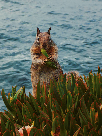 Animals, Squirrel, Food, Leaves, Wildlife, Animal HD phone wallpaper
