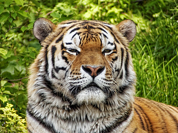 Animals, Muzzle, Predator, Big Cat, Tiger HD wallpaper
