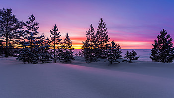 Winter Morning, sky, sunrise, snow, trees, landscape, colors HD wallpaper