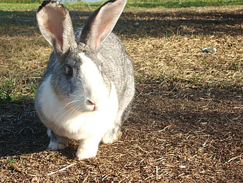 Animals, Rabbits HD wallpaper