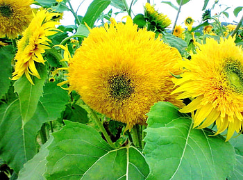 Flowers, Sunflowers, Summer, Bright HD wallpaper