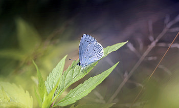 Butterfly, insect, blue HD wallpaper