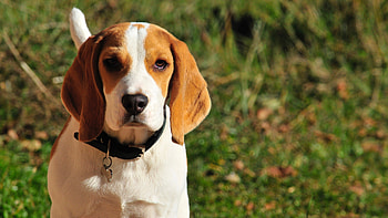 Animals, Dog, Muzzle, Collar, Beagle HD wallpaper