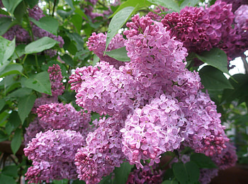 Flowers, Lilac, Bush, Bloom, Flowering, Spring HD wallpaper