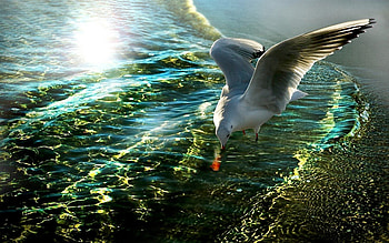 AIM on a FISH, sea, seagull, aims, fish, water HD wallpaper