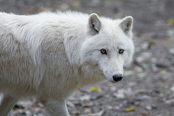 Animals, Predator, Wolf, Sight, Opinion HD wallpaper