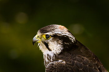 Animals, Background, Glare, Bird, Beak, Predator, Hawk HD wallpaper