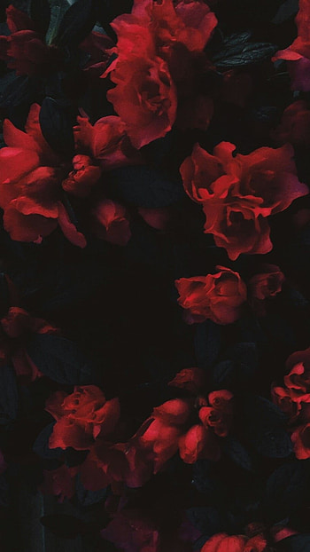 Red Aesthetic, Red Flowers HD phone wallpaper