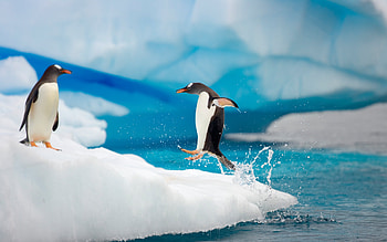 Penguin, Animal HD wallpaper