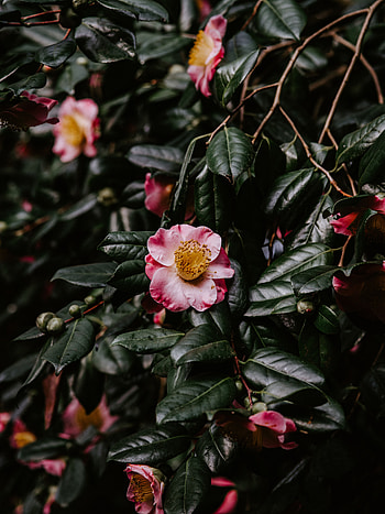 Leaves, Flower, Macro, Bloom, Flowering, Branch HD phone wallpaper