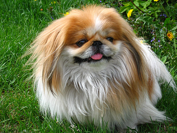 Animals, Grass, Pekingese, Sit, Fluffy, Dog HD wallpaper