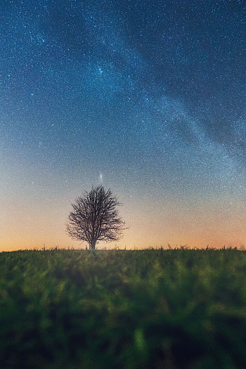 Nature, Grass, Horizon, Wood, Tree, Starry Sky HD phone wallpaper