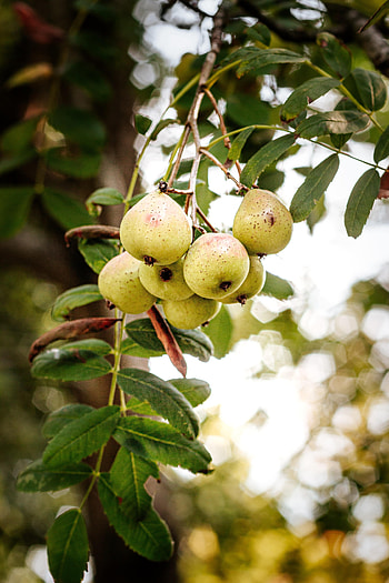 Food, Leaves, Branch, Fruit, Pear HD phone wallpaper