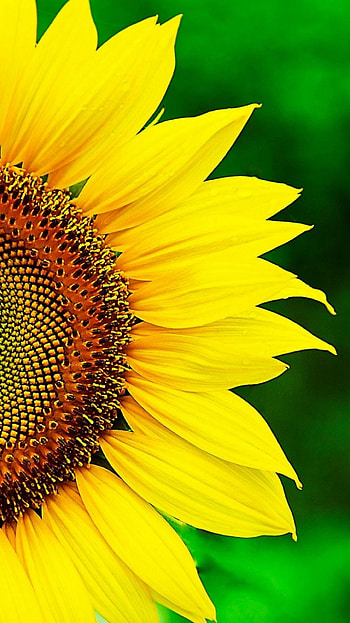 Sunflower , Radiant yellow, Nature's beauty, Captivating bloom HD phone wallpaper