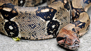 Boa Constrictor, Boa constrictor, 911 call released, BBC news HD wallpaper