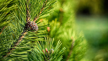 Macro nature, Green pine cones, Pine trees closeup, Detailed graphy HD wallpaper