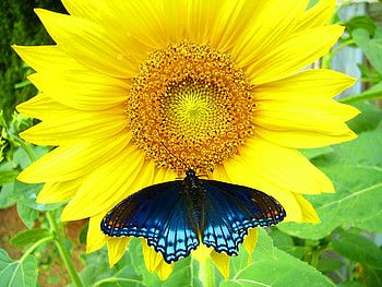 Two beauties, blue and black, butterfly, yellow, spring, sunflower HD wallpaper