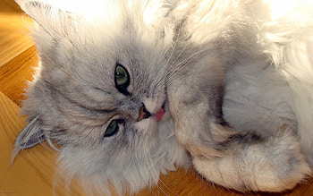 Pretty kitten, sweet, animal, kitten, cat, feline HD wallpaper